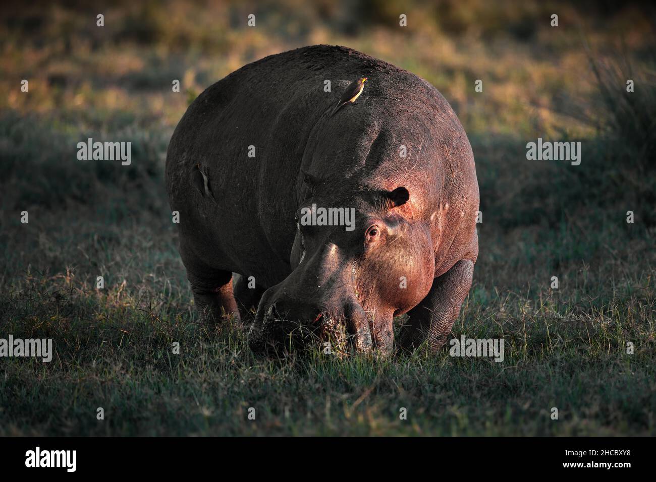 Belle photo d'un hippopotame dans le parc national de Masia Mara au Kenya Banque D'Images