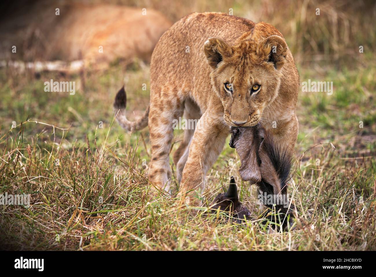 Belle photo d'une lionne dans le parc national de Masia Mara au Kenya Banque D'Images