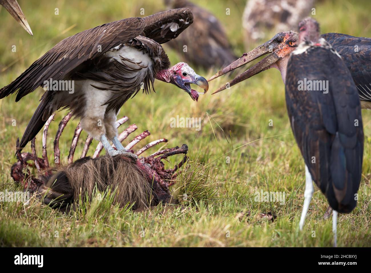 Belle photo de quelques vautours dans le parc national de Masia Mara au Kenya Banque D'Images