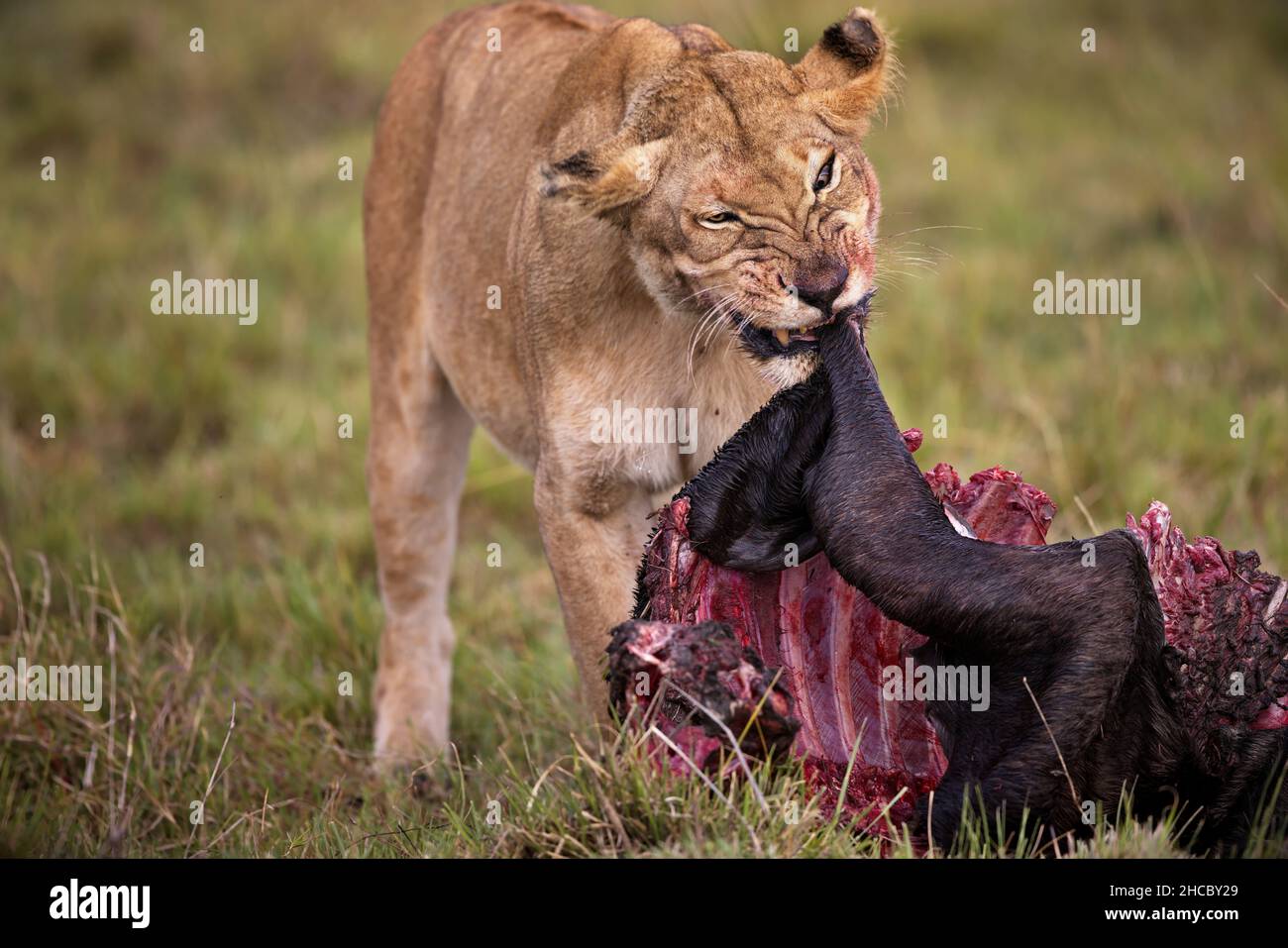 Belle photo d'une lionne avec sa proie dans le parc national de Masia Mara mouthin au Kenya Banque D'Images