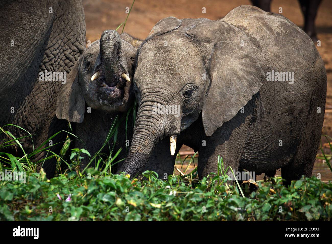 Troupeau d'éléphants gris dans un champ en Ouganda Banque D'Images