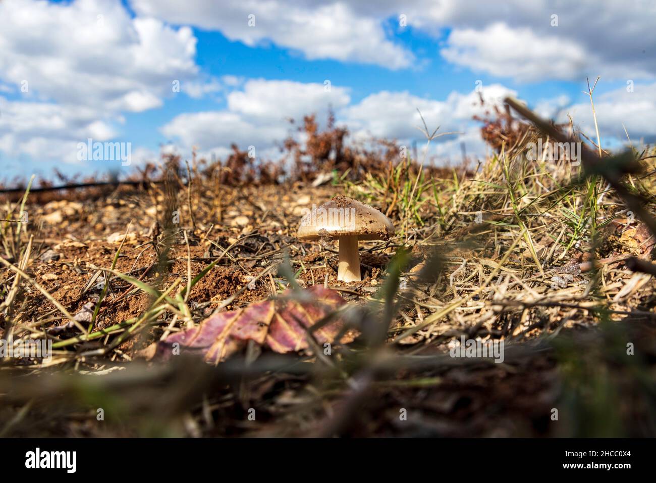 Gros plan des champignons parmi les feuilles sèches et les brindilles contre un ciel bleu avec des nuages Banque D'Images