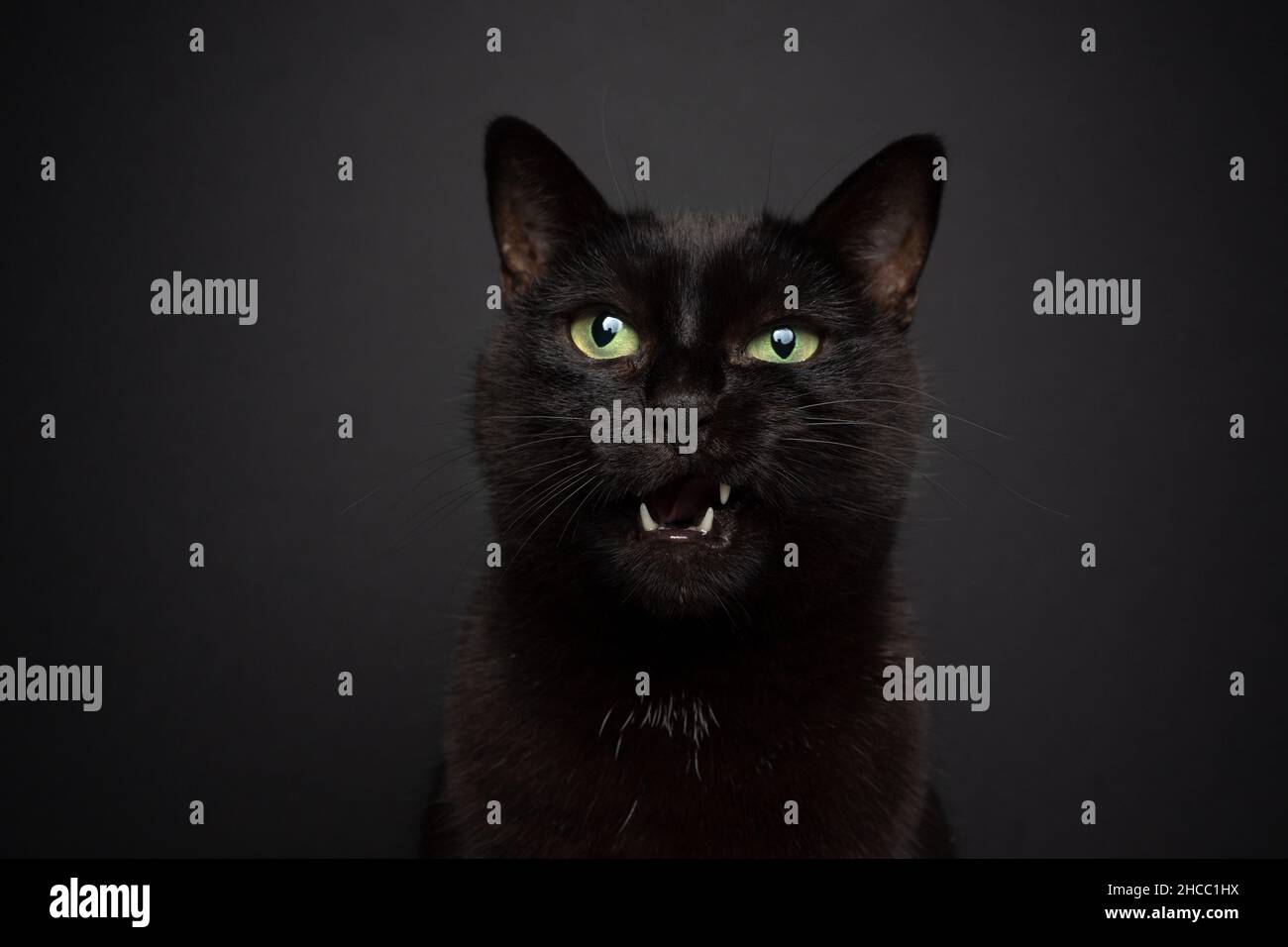 mémoiure noire de chat montrant des dents sur fond noir avec espace de copie Banque D'Images