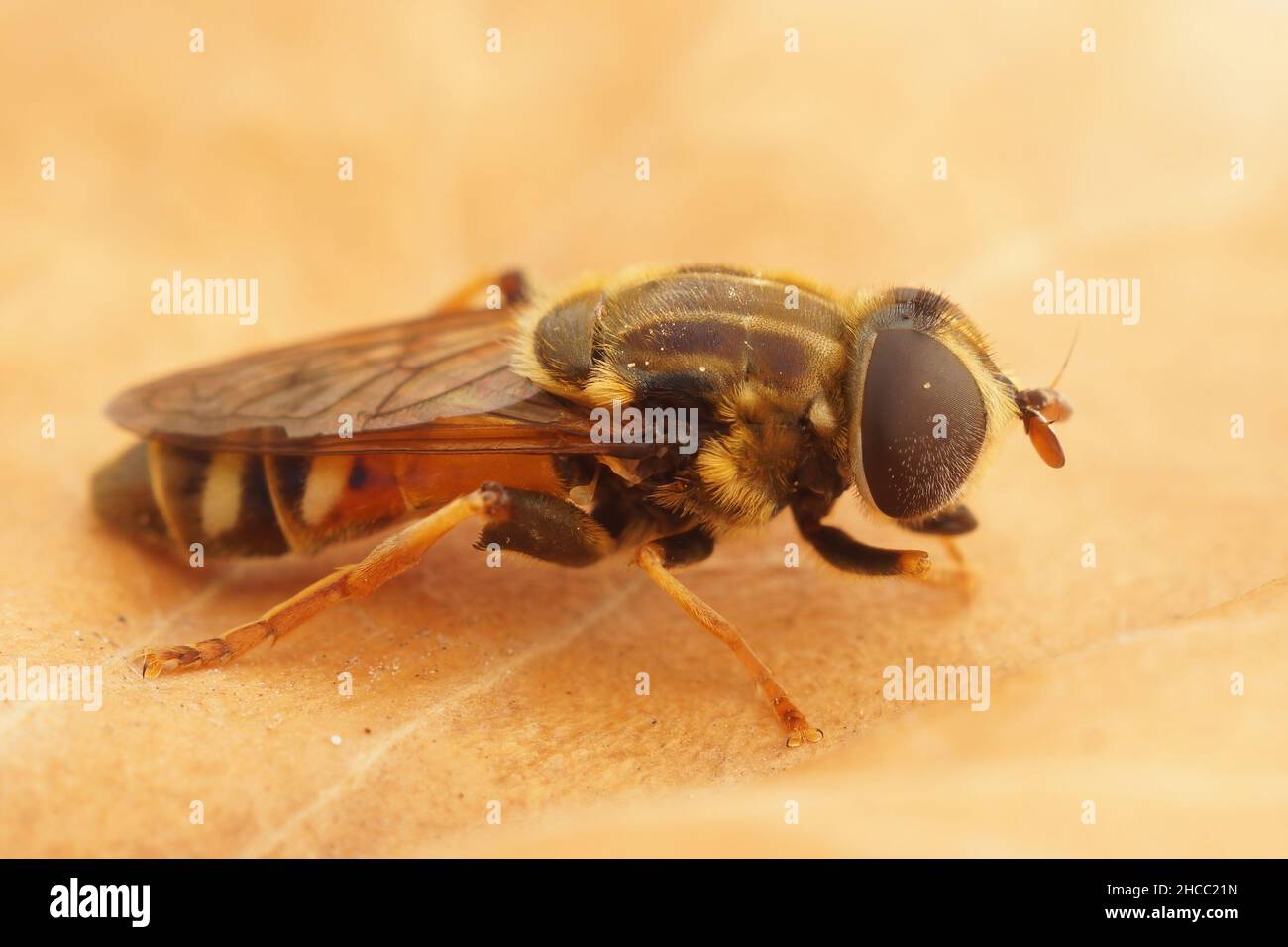 Gros plan de la mouche syrphide, Merodon equestris , dans le Gard, France Banque D'Images