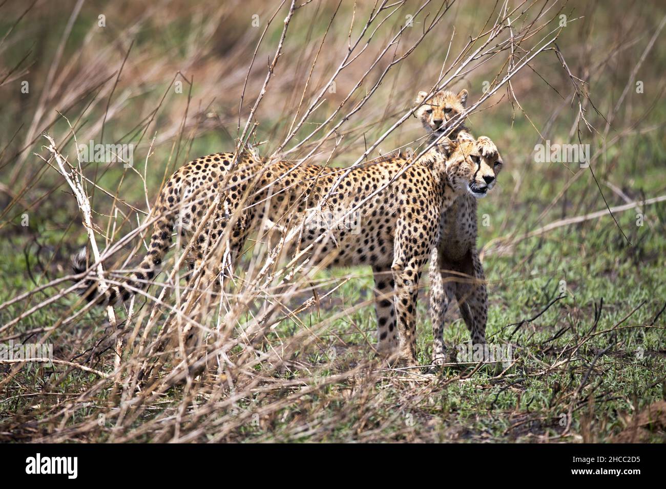 Cheetahs (Acinonyx jubatus) derrière les brindilles en Tanzanie Banque D'Images
