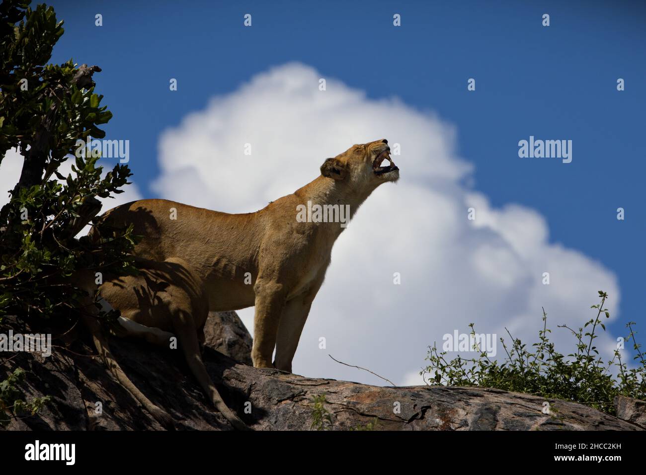 Majestueux lion grondant sur une colline en Tanzanie Banque D'Images