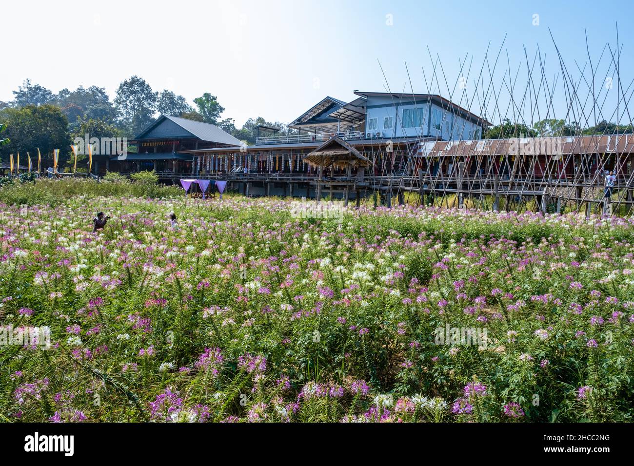 nan-thailand-un-champ-de-fleurs-avec-une-fleur-color-e-dans-le-nord-de