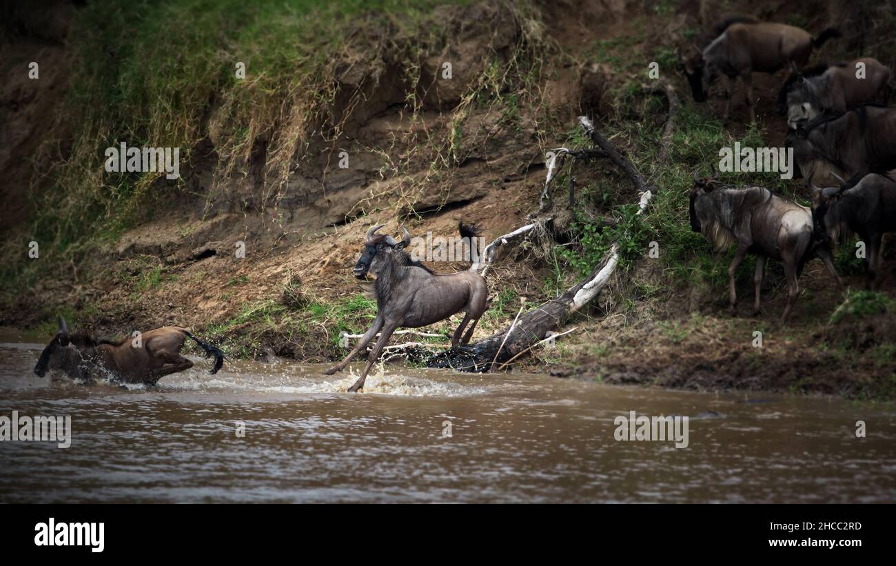 Groupe d'animaux sauvages sautant dans une rivière en Tanzanie Banque D'Images