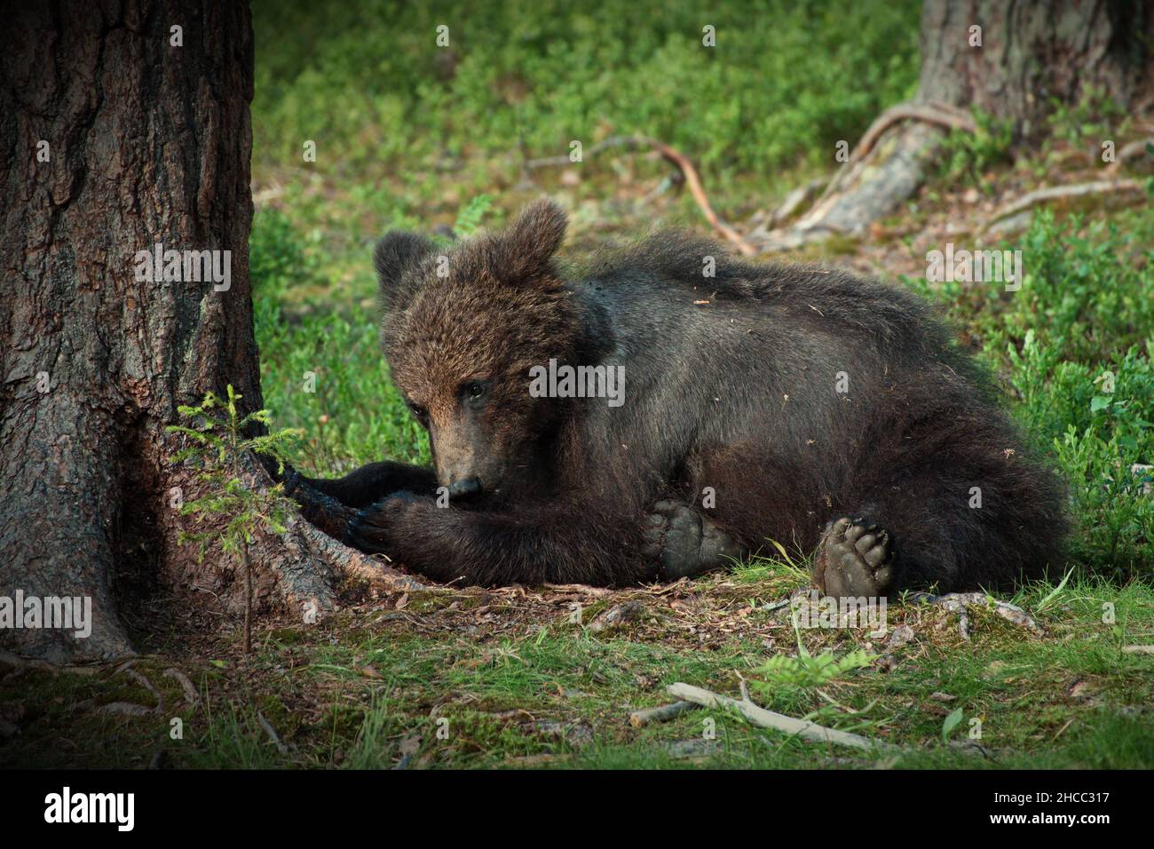 Mignon ours brun s'étendant à côté d'un arbre dans une forêt en Finlande Banque D'Images