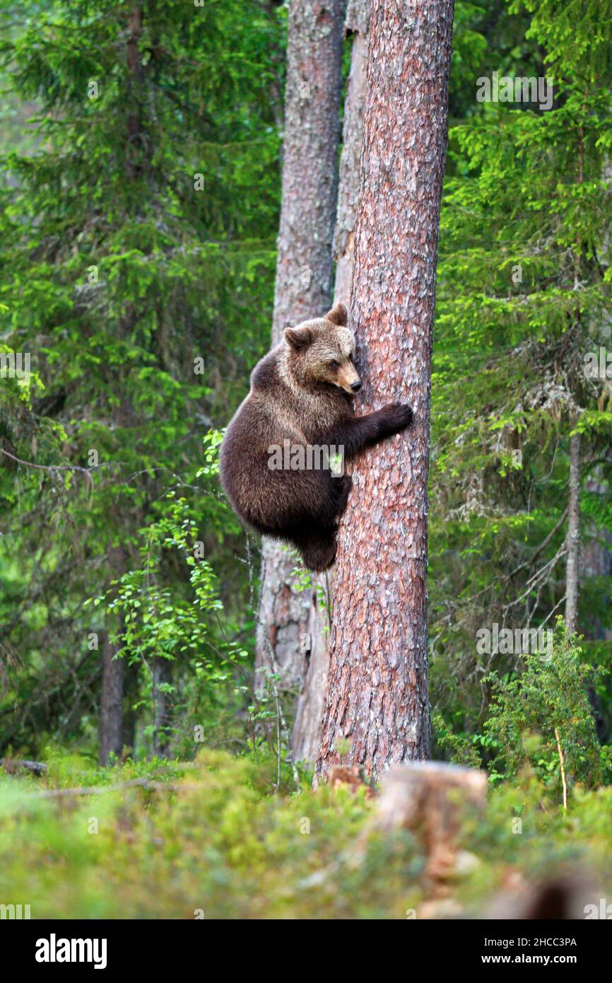 Plan vertical d'un ours brun grimpant un arbre dans une forêt en Finlande Banque D'Images