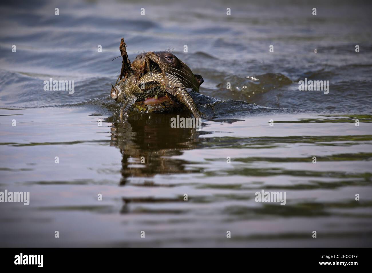 Mongoose chasse dans l'eau tenant la proie dans la bouche à Pantanal, Brésil Banque D'Images