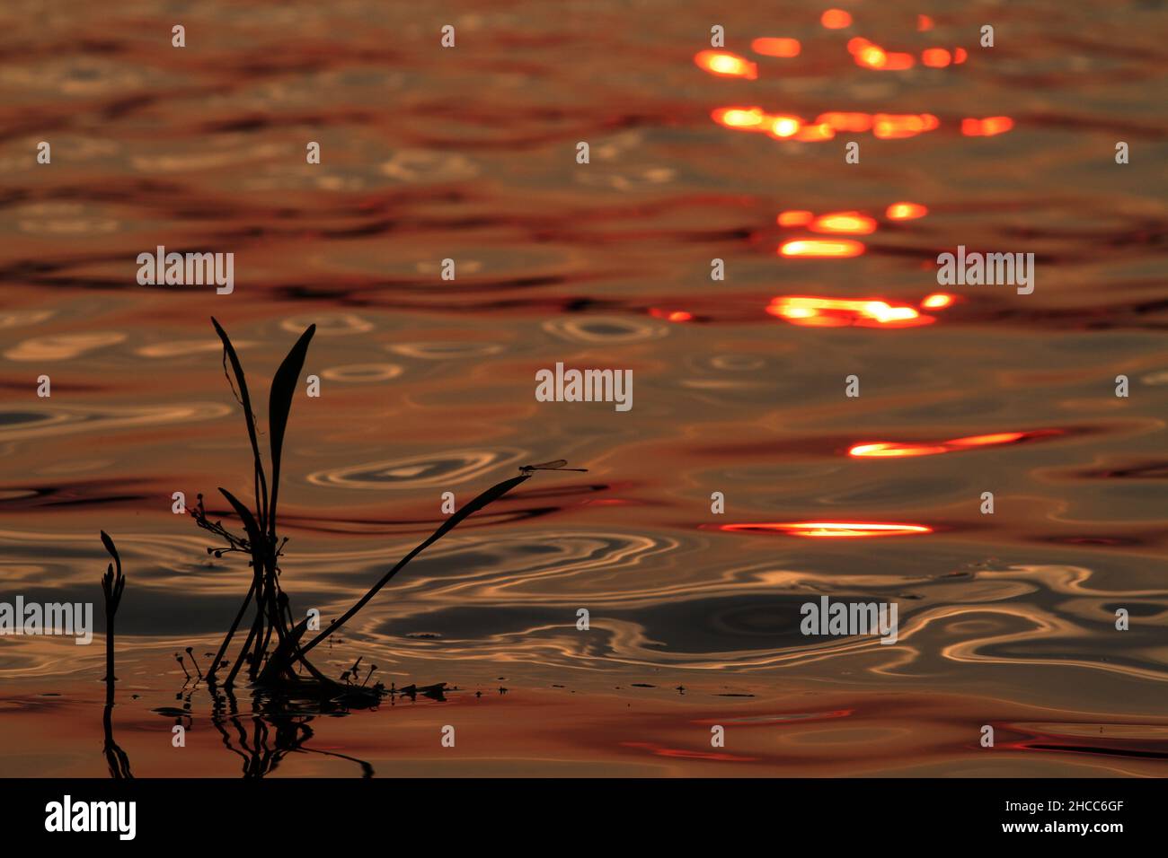 Gros plan de réflexions de libellules sur l'eau au coucher du soleil Banque D'Images