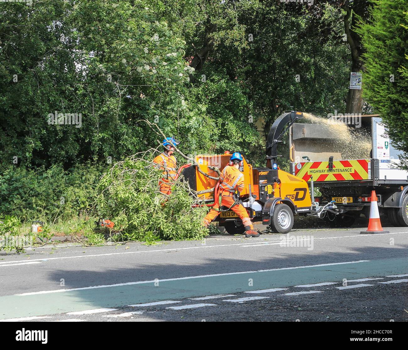 Les chirurgiens d'arbres travaillant sur un FÖRST ST6D l'hespérie déchiquetant des arbres près d'une route principale, Angleterre, Royaume-Uni Banque D'Images