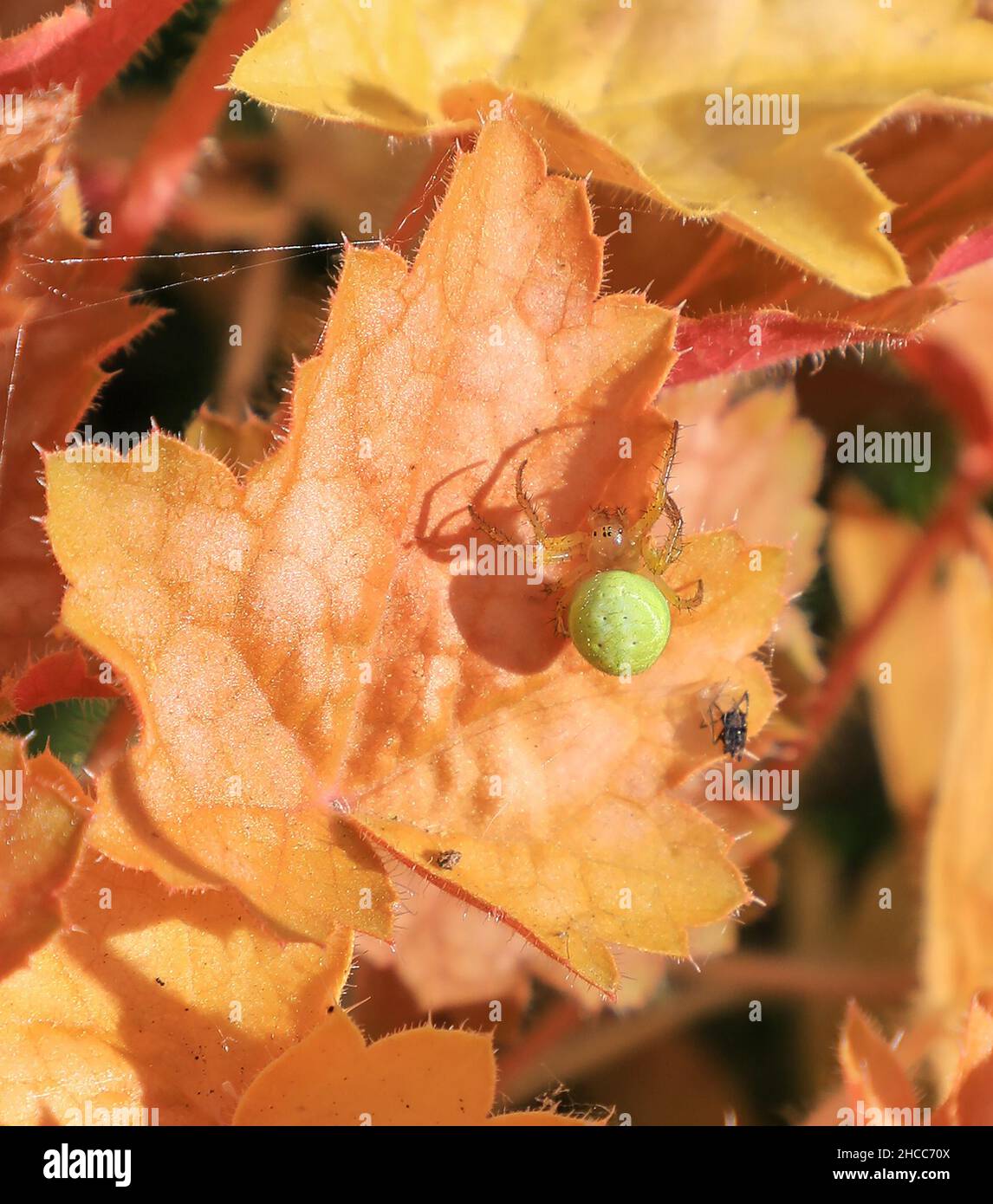 Une araignée verte de concombre (Araniella cucurbitina) sur une feuille de Heuchera, Angleterre, Royaume-Uni Banque D'Images