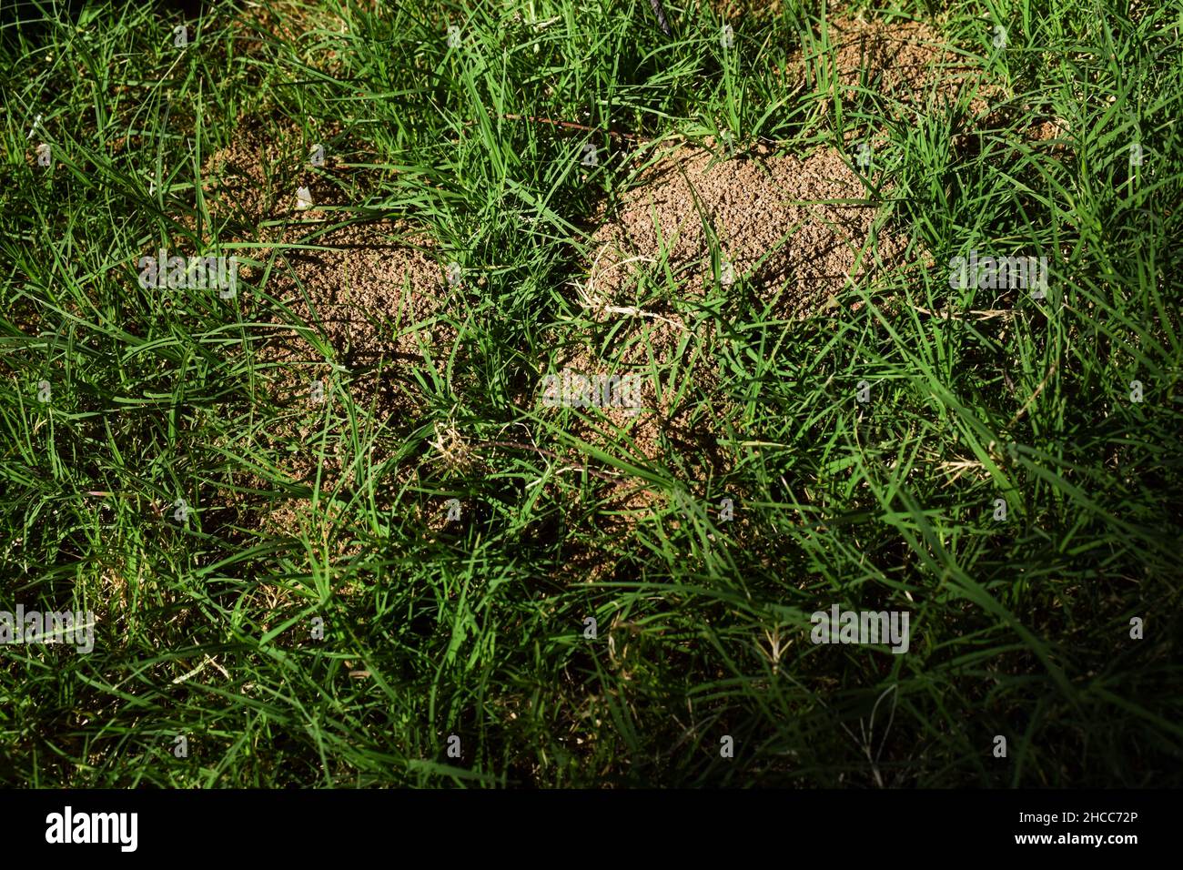 ANT collines faites par des fourmis empruntant des trous dans le sable de boue dans le jardin de pelouse de la maison. Trous creusés par la maison dans les compartiments où vivent les fourmis. Banque D'Images