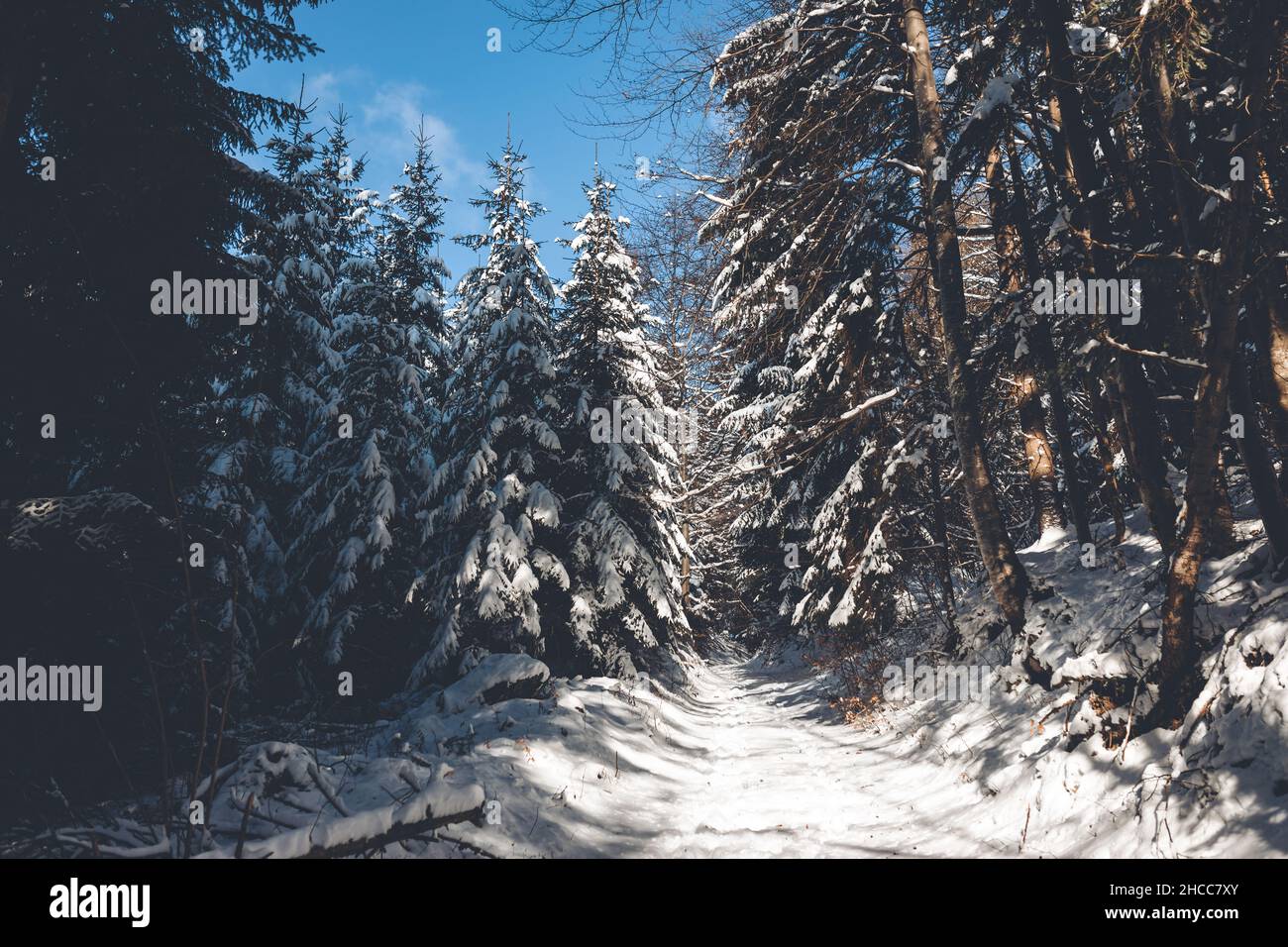 Plan vertical d'une forêt de pins couverts de neige dans une forêt enneigée par une belle journée d'hiver Banque D'Images
