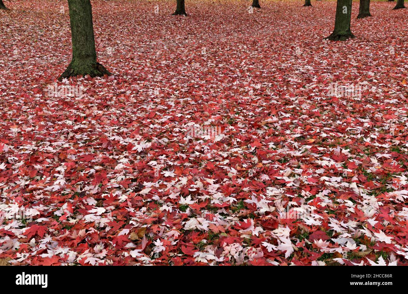 feuilles d'érable rouge couvrant le sol et les troncs d'arbre Banque D'Images