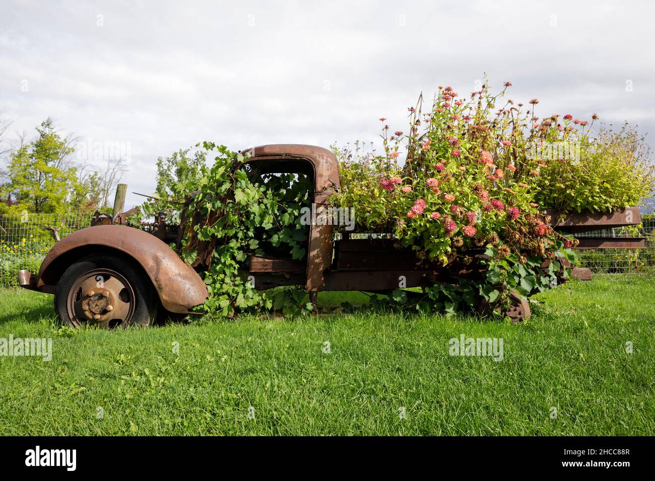 un ancien châssis rouillé camion à plateau recouvert de zinnies qui poussent dans tout le cadre. Banque D'Images