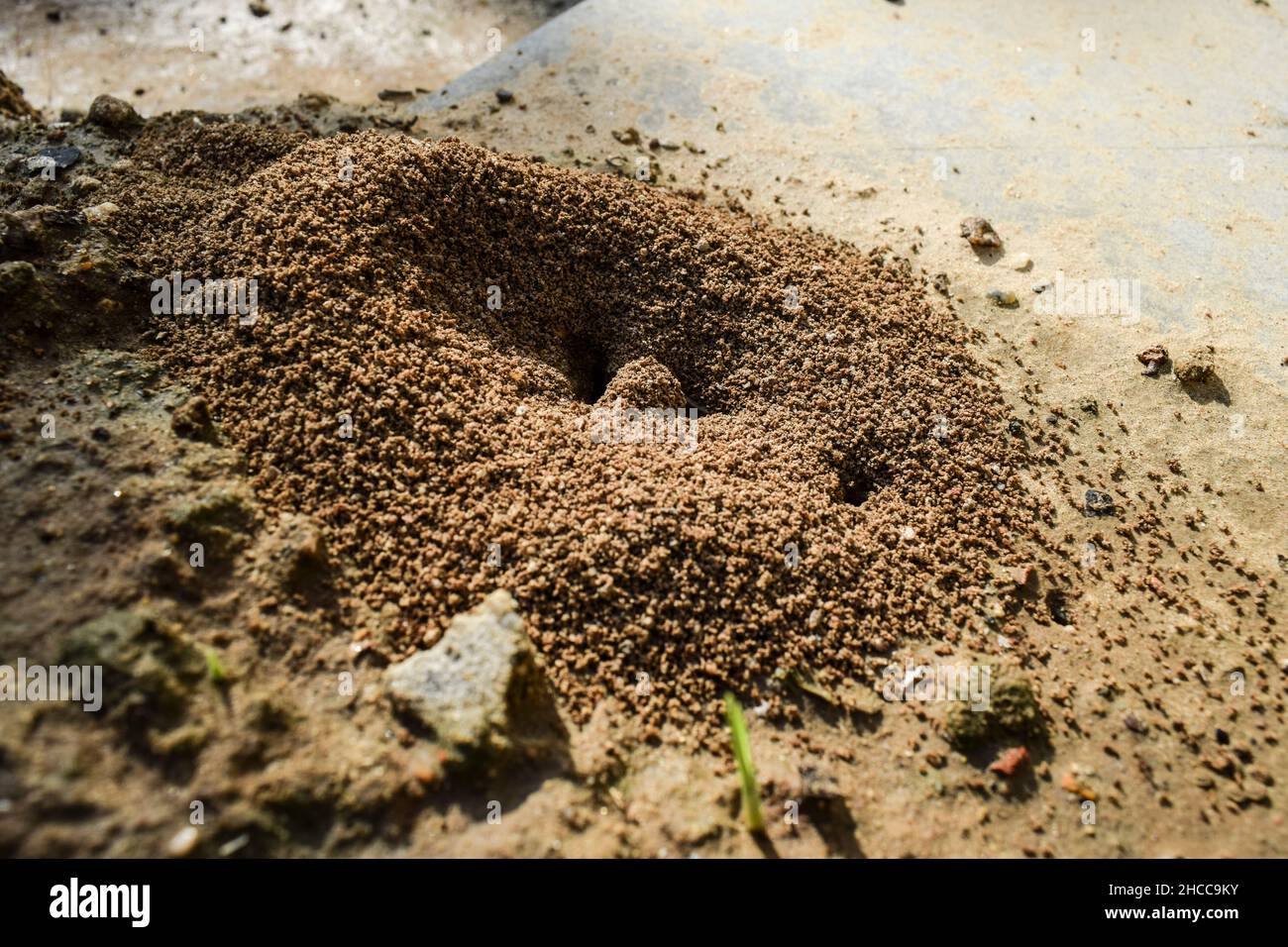 ANT collines faites par des fourmis empruntant des trous dans le sable de boue dans le jardin de pelouse de la maison. Trous creusés par la maison dans les compartiments où vivent les fourmis. Banque D'Images
