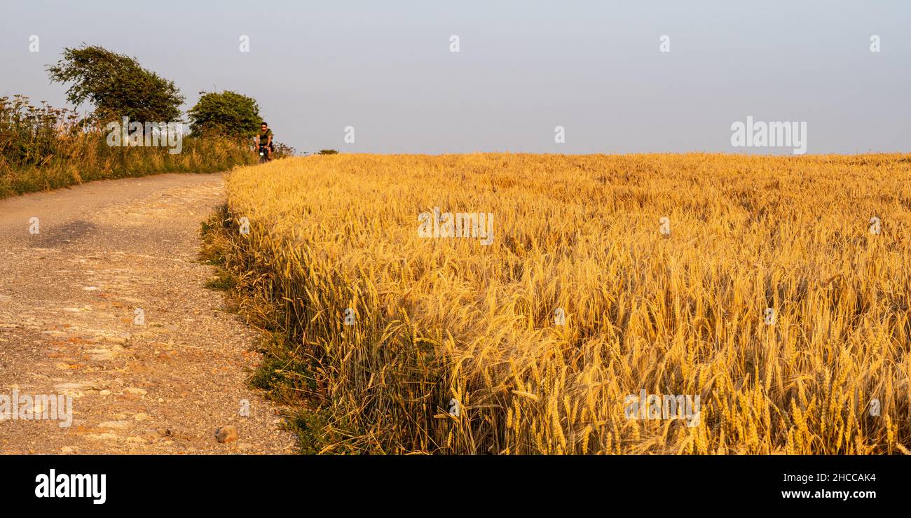 Un cycliste passe devant les champs de blé sur la piste ancienne du South Dorset Ridgeway dans le sud de l'Angleterre. Banque D'Images