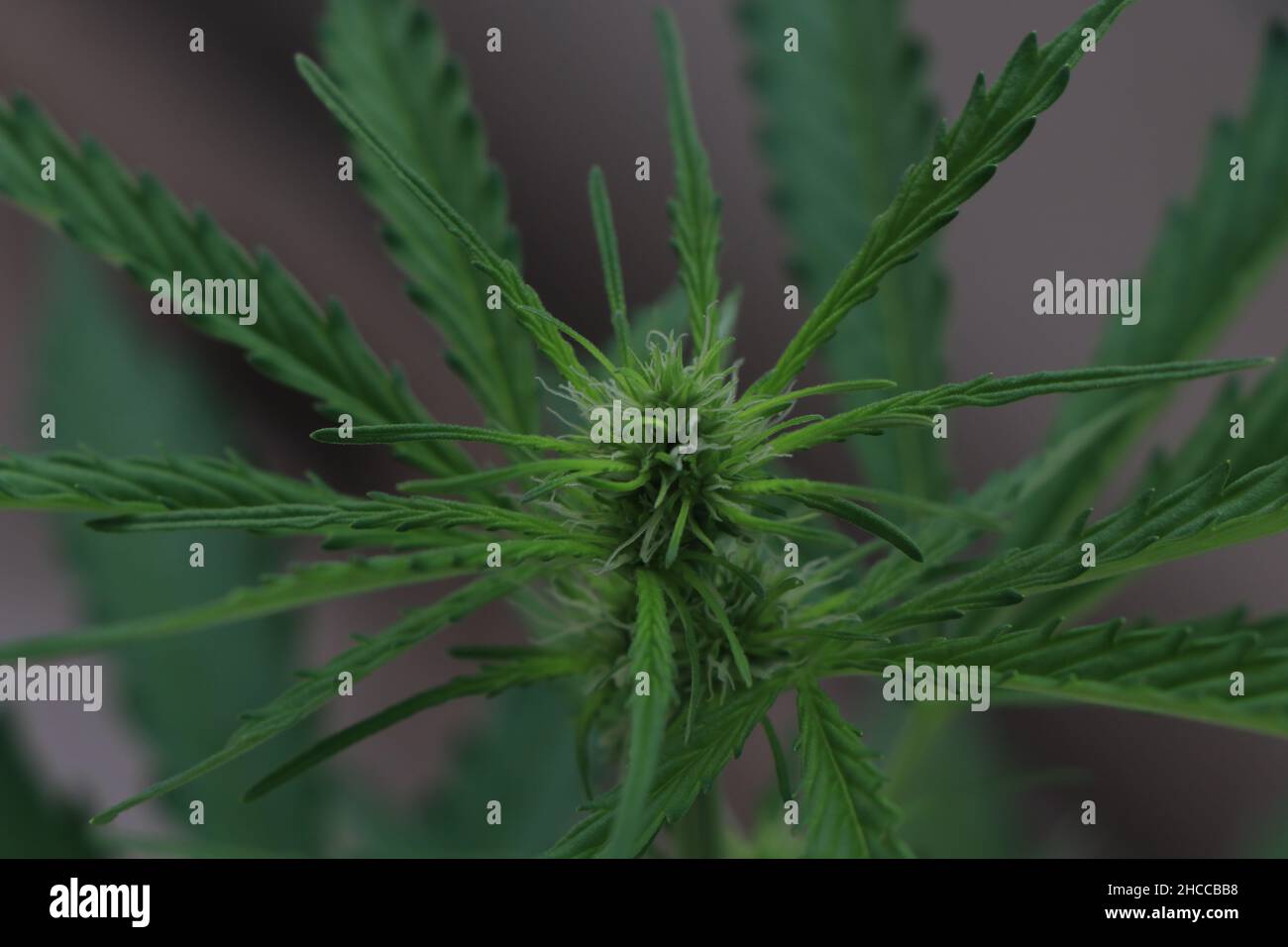 Un gros plan d'une plante verte de cannabis marijuana au début de la floraison.Photo de haute qualité Banque D'Images