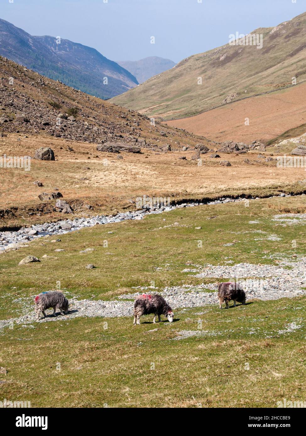 Des moutons se broutent dans la vallée de Gatesgarthdale, une partie du col de Honister à travers les montagnes du Lake District d'Angleterre. Banque D'Images