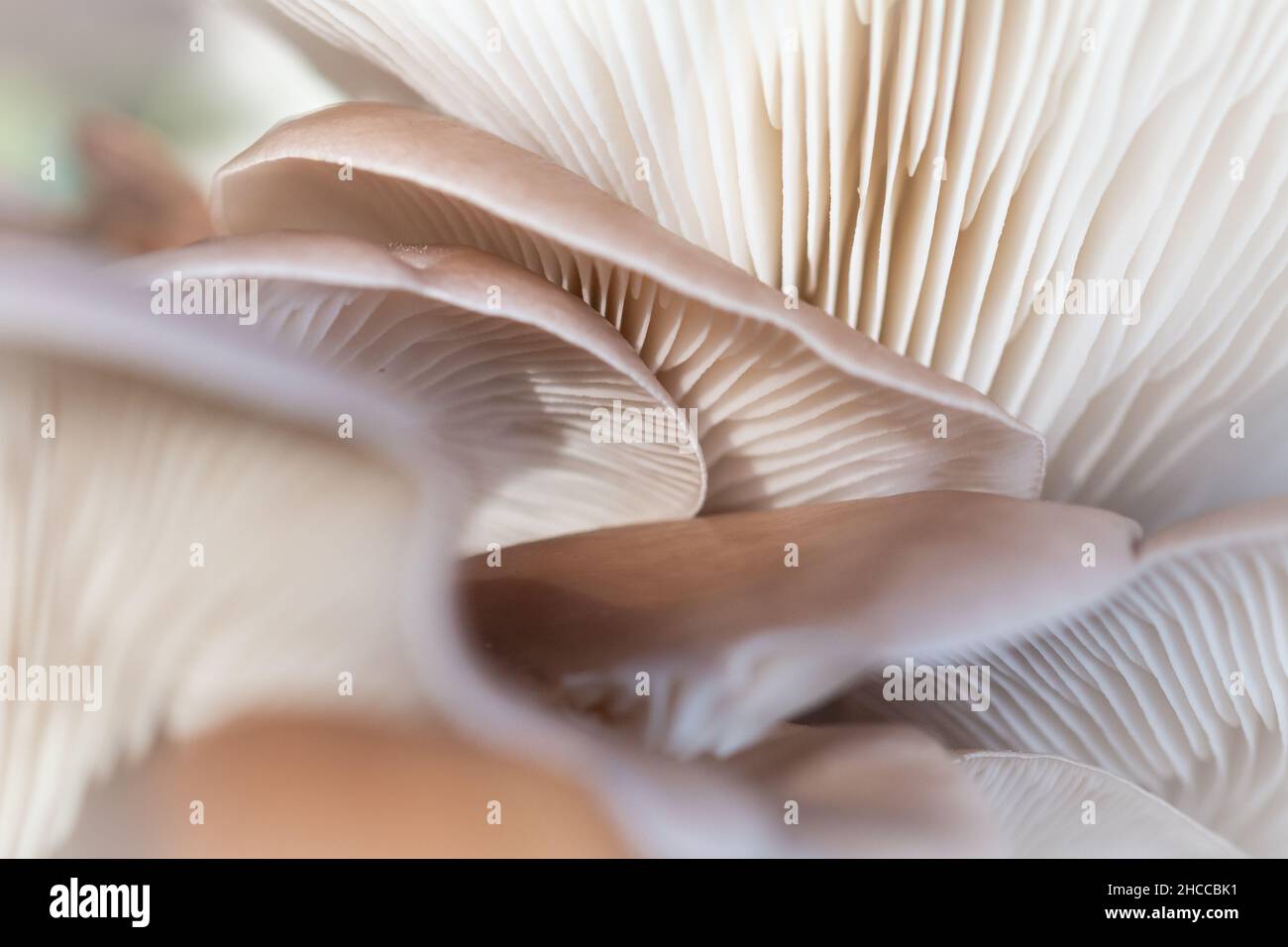Une plaque de champignon huître (Pleurotus ostratus) pousse dans le bois Horner dans le Somerset Banque D'Images