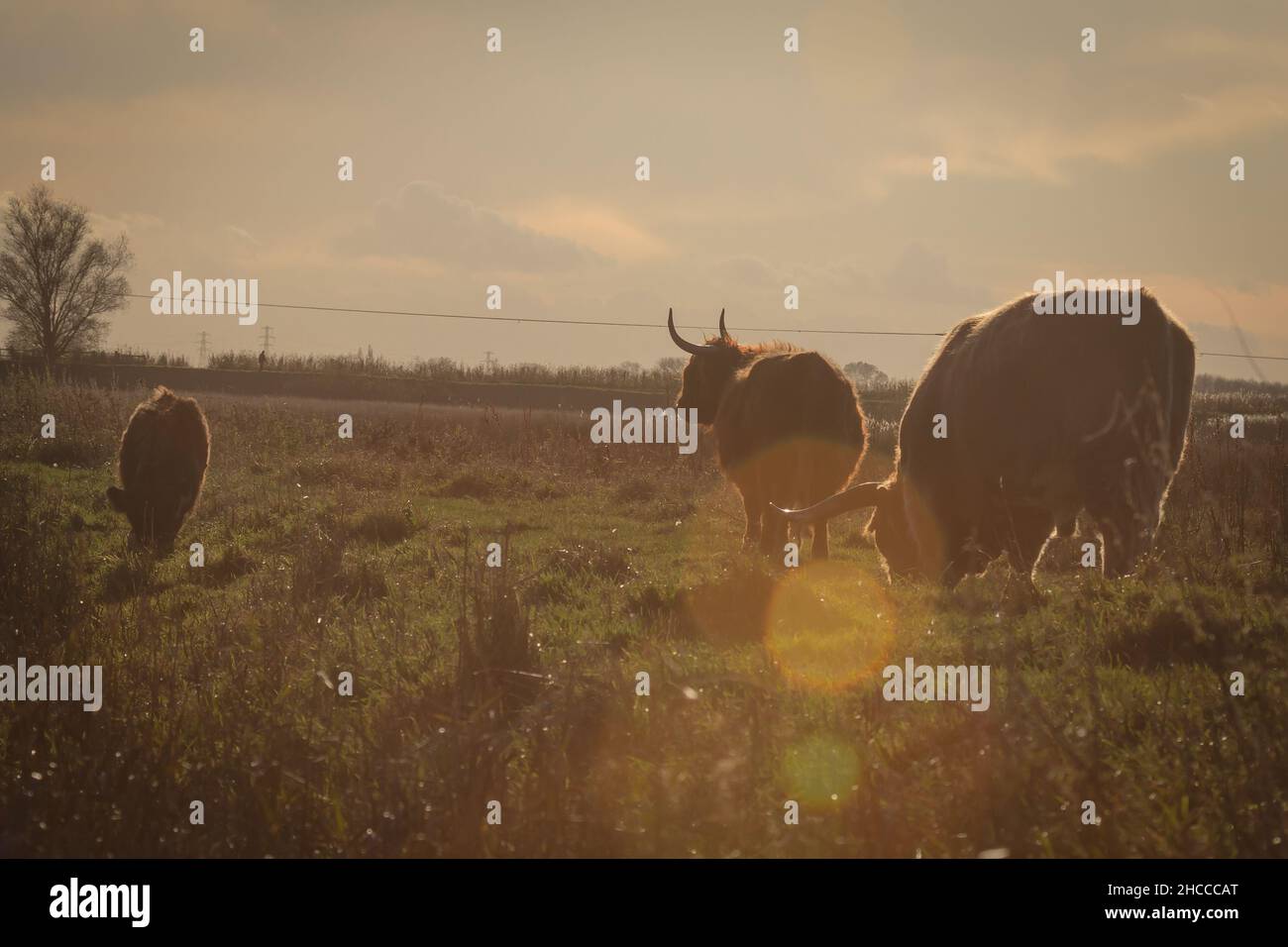 Un groupe de vaches de haute montagne profitant de la lumière du soleil du soir avec la lumière de l'éclat de lentille Banque D'Images
