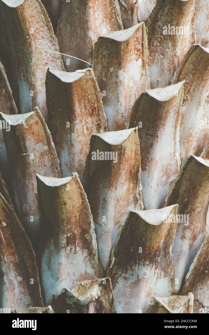 Gros plan sur un tronc de palmier, fond de texture naturelle.Photo de haute qualité Banque D'Images