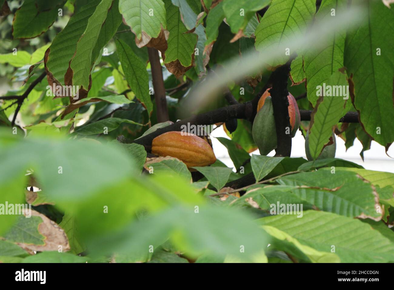 Fèves de cacao sur un arbre de cacao.Photo de haute qualité Banque D'Images