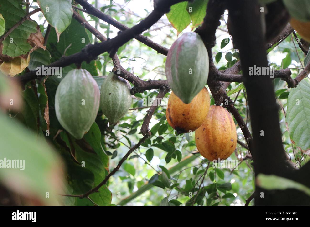 Fèves de cacao sur un arbre de cacao.Photo de haute qualité Banque D'Images