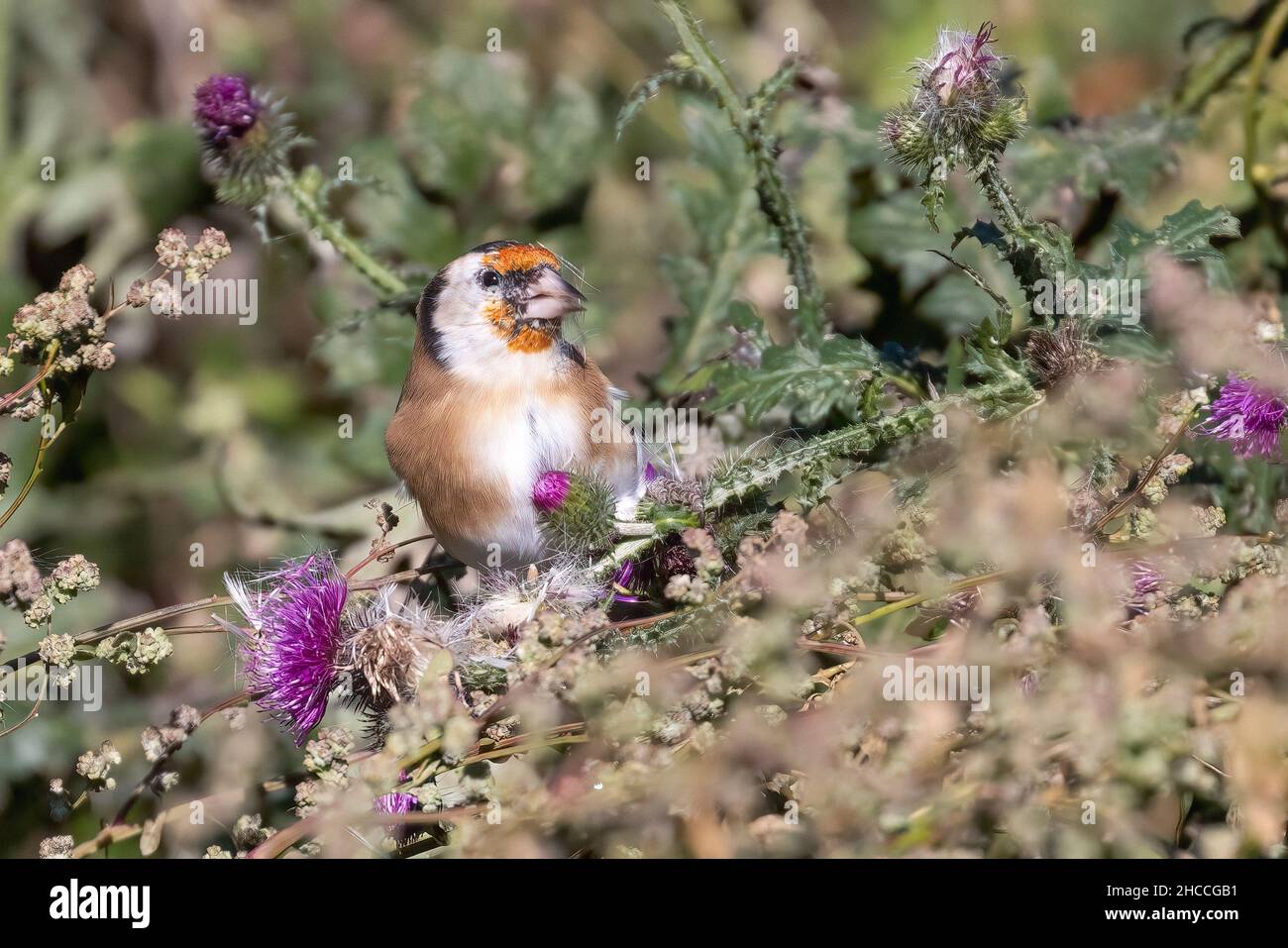 Chardonneret élégant Banque D'Images