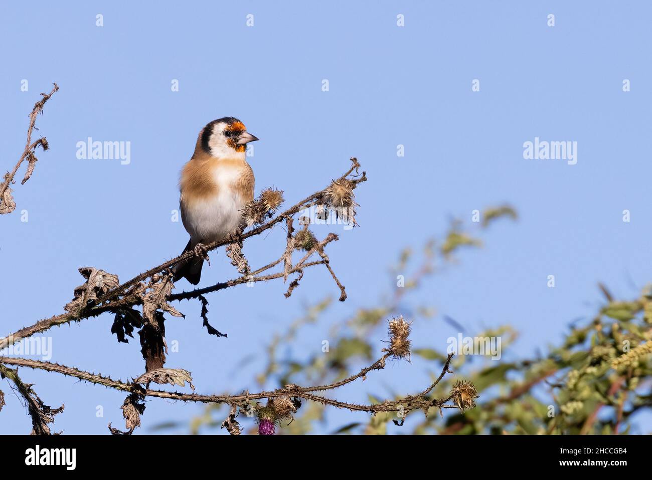 Chardonneret élégant Banque D'Images