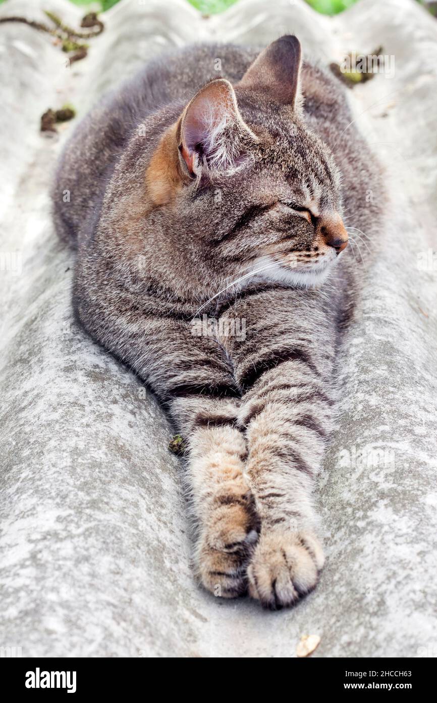 Chat tabby couché sur un toit en ardoise et reposant Banque D'Images