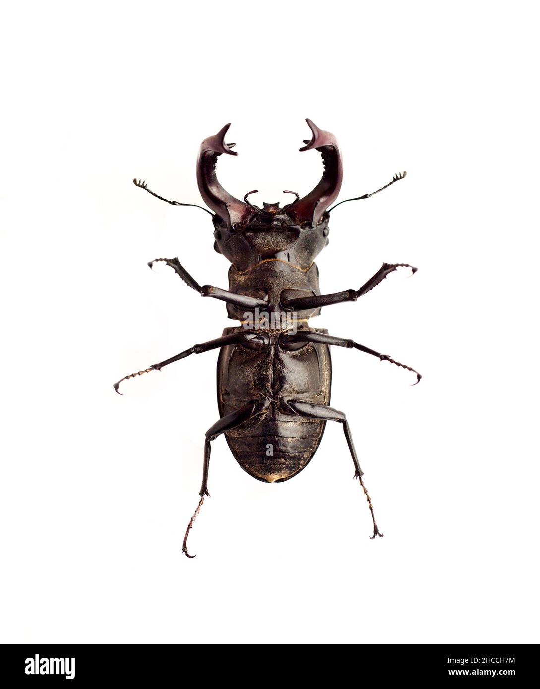 Gros plan du stag-scarabée (Lucanus cervus) isolé sur fond blanc.Vue de l'abdomen Banque D'Images