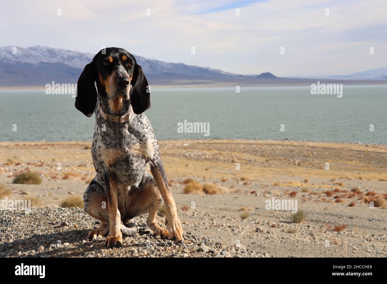 Bluetick Coondrier au lac. Banque D'Images