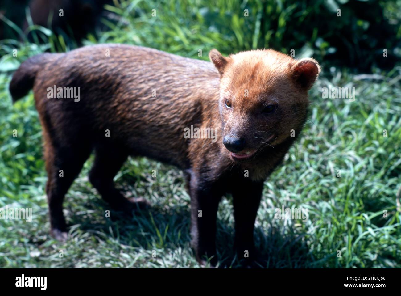 Chien Bush (Speothos venaticus) debout dans l'herbe. Banque D'Images