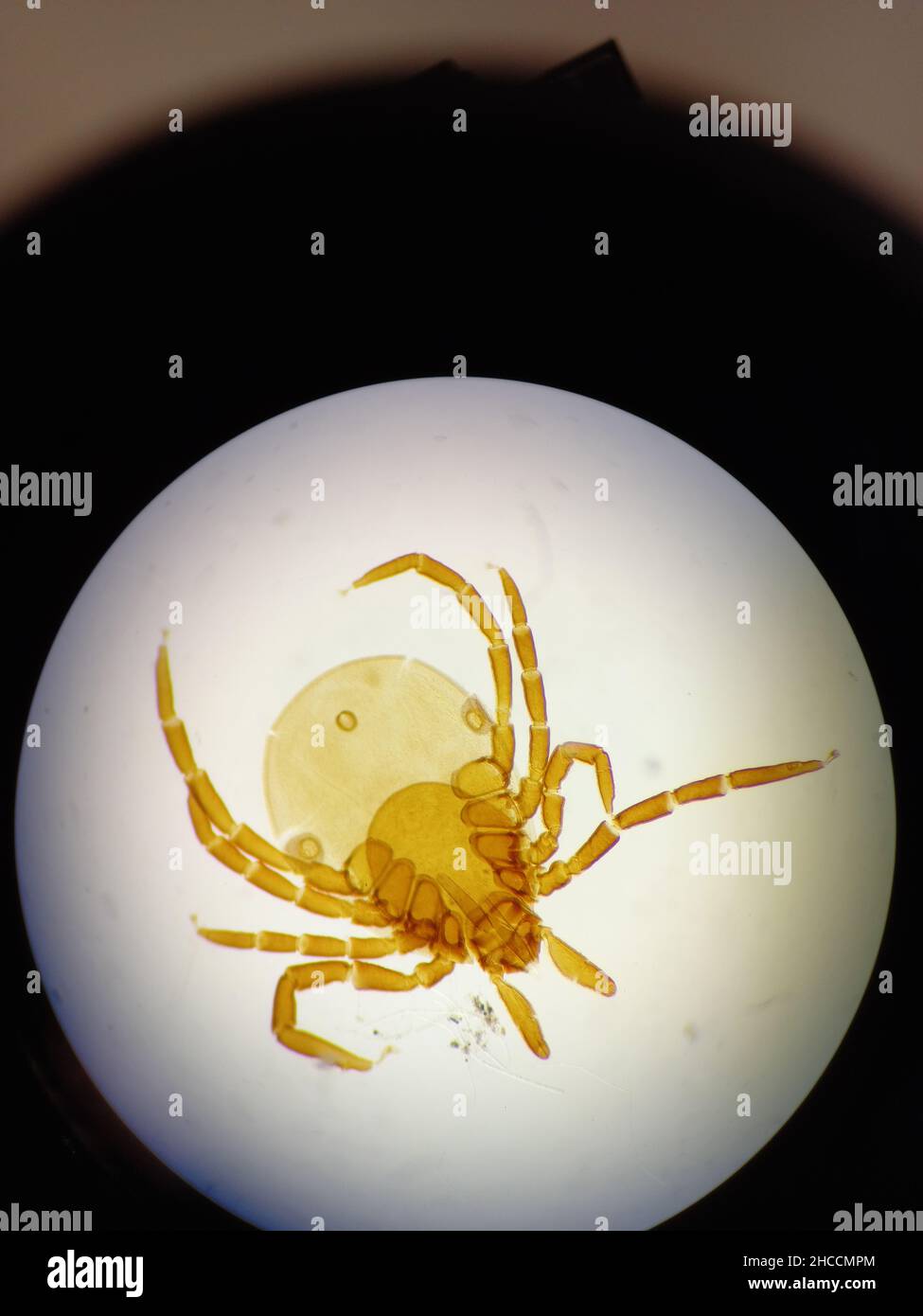 Ixodid tick sous microscope. Banque D'Images