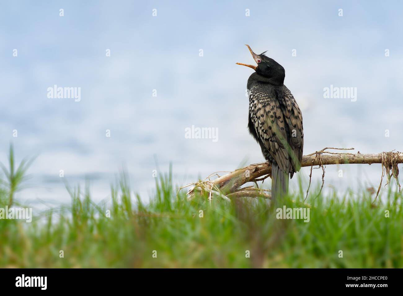 Reed Cormorant - Microcarbo africanus aussi Cormorant à queue longue, oiseau d'eau noire de la famille des Phalacrocoracidae, se reproduit dans une grande partie de l'Afrique au sud Banque D'Images