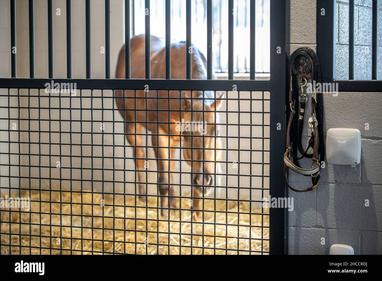 Un cheval regardant à travers la porte de son écurie Banque D'Images