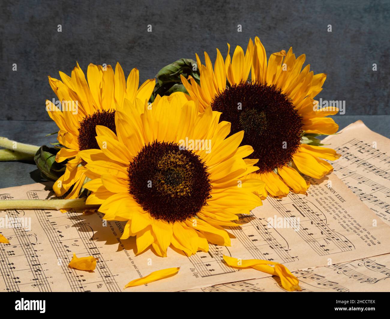 Gros plan de notes musicales et d'un bouquet de tournesols Banque D'Images