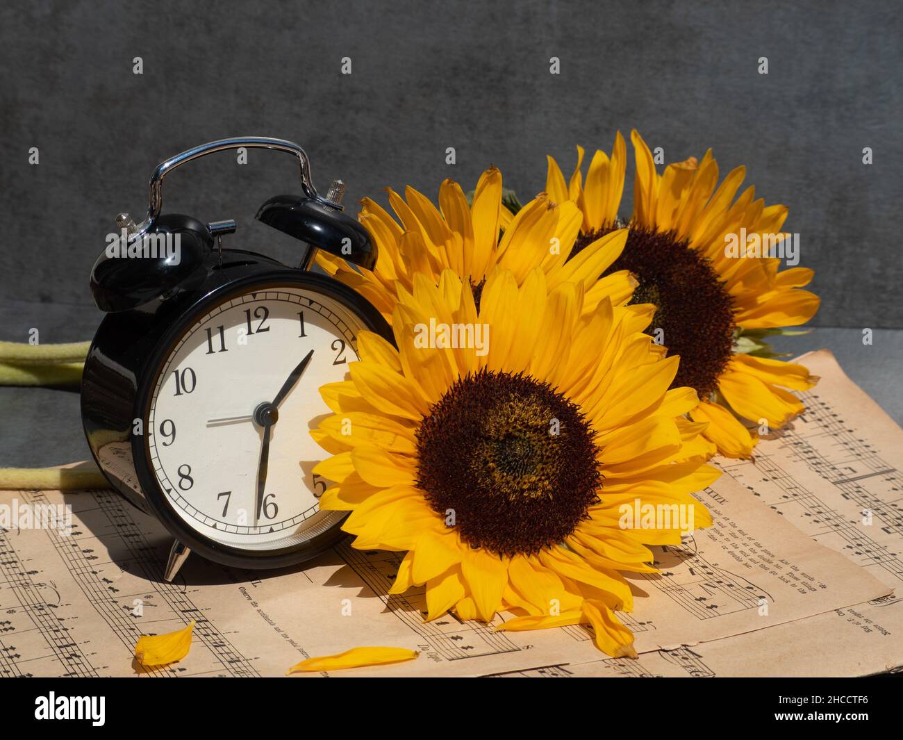 Tournesols frais, réveil ancien et notes musicales Banque D'Images