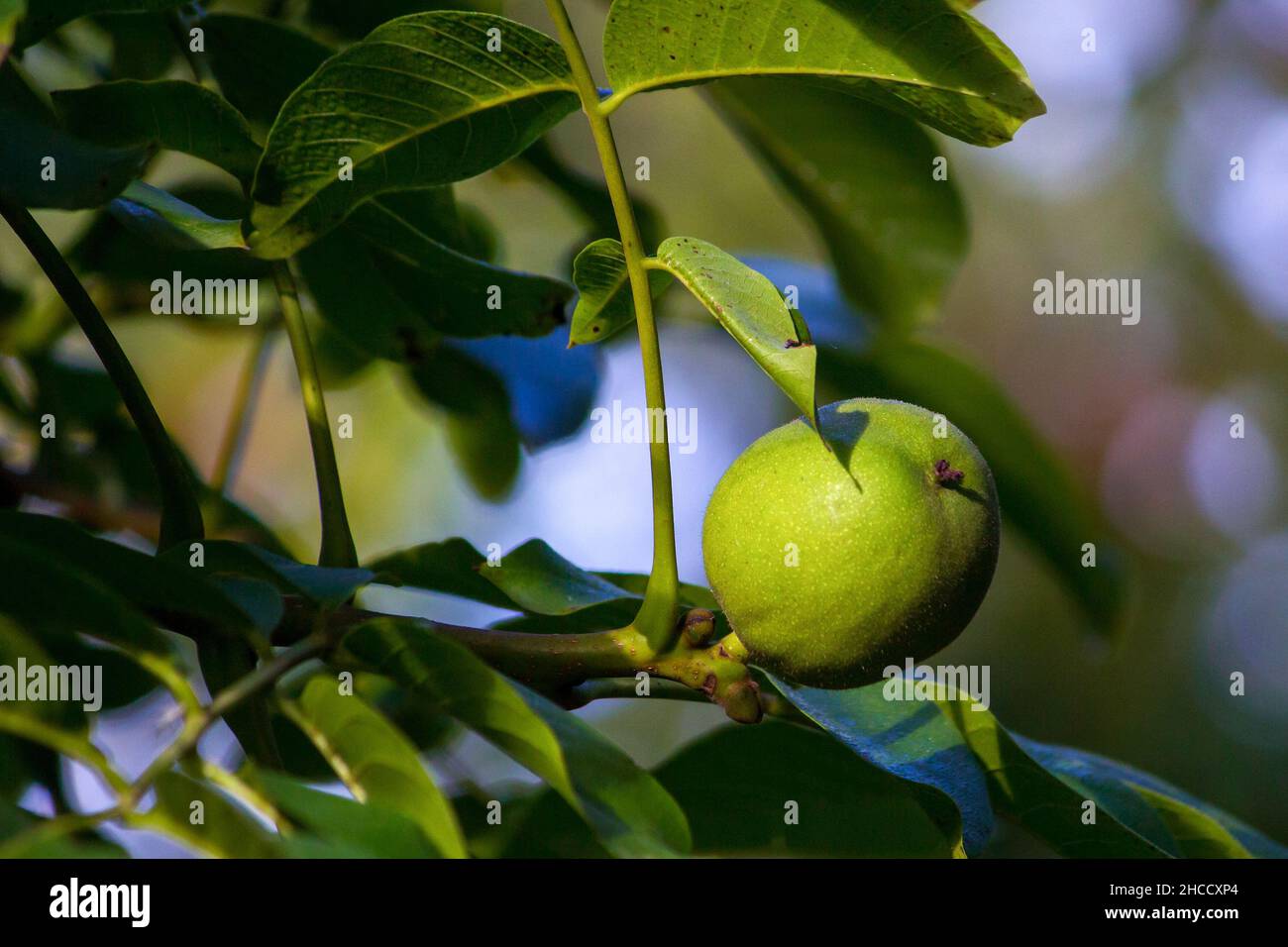 Noyer vert mûrissant (Júglans régia) pousse sur un arbre.Gros plan Banque D'Images