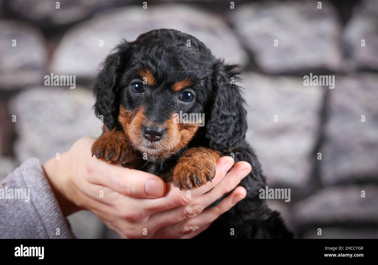 Phantom F1B petit Bernedoodle chiot est tenu devant le mur de pierre Banque D'Images