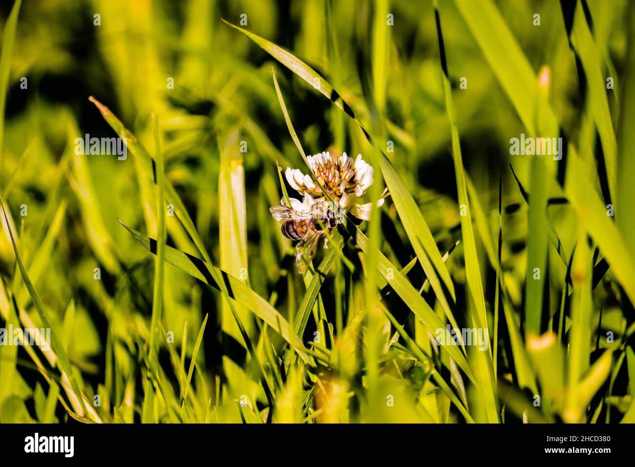 Gros plan d'un trèfle blanc avec de l'herbe sur un champ Banque D'Images