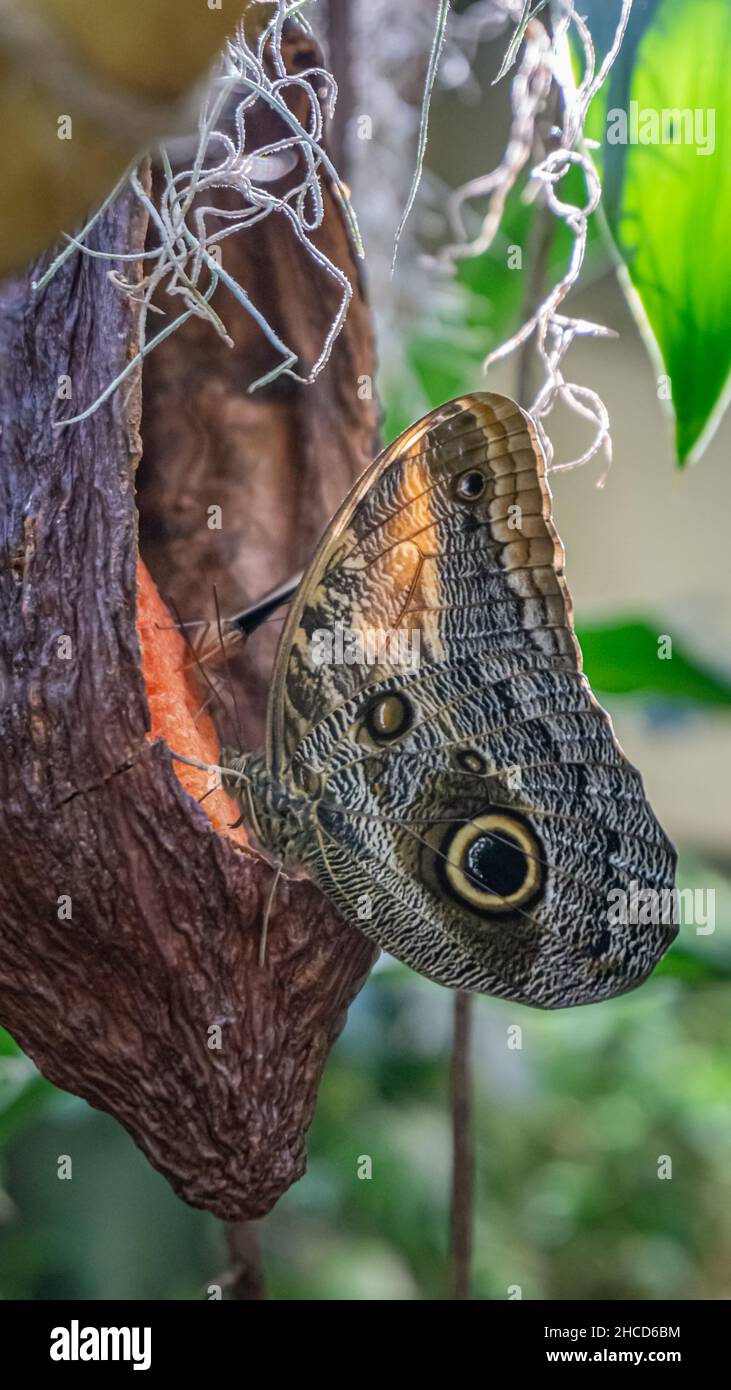 Hibou papillon genre caligo Banque de photographies et d'images à haute  résolution - Alamy