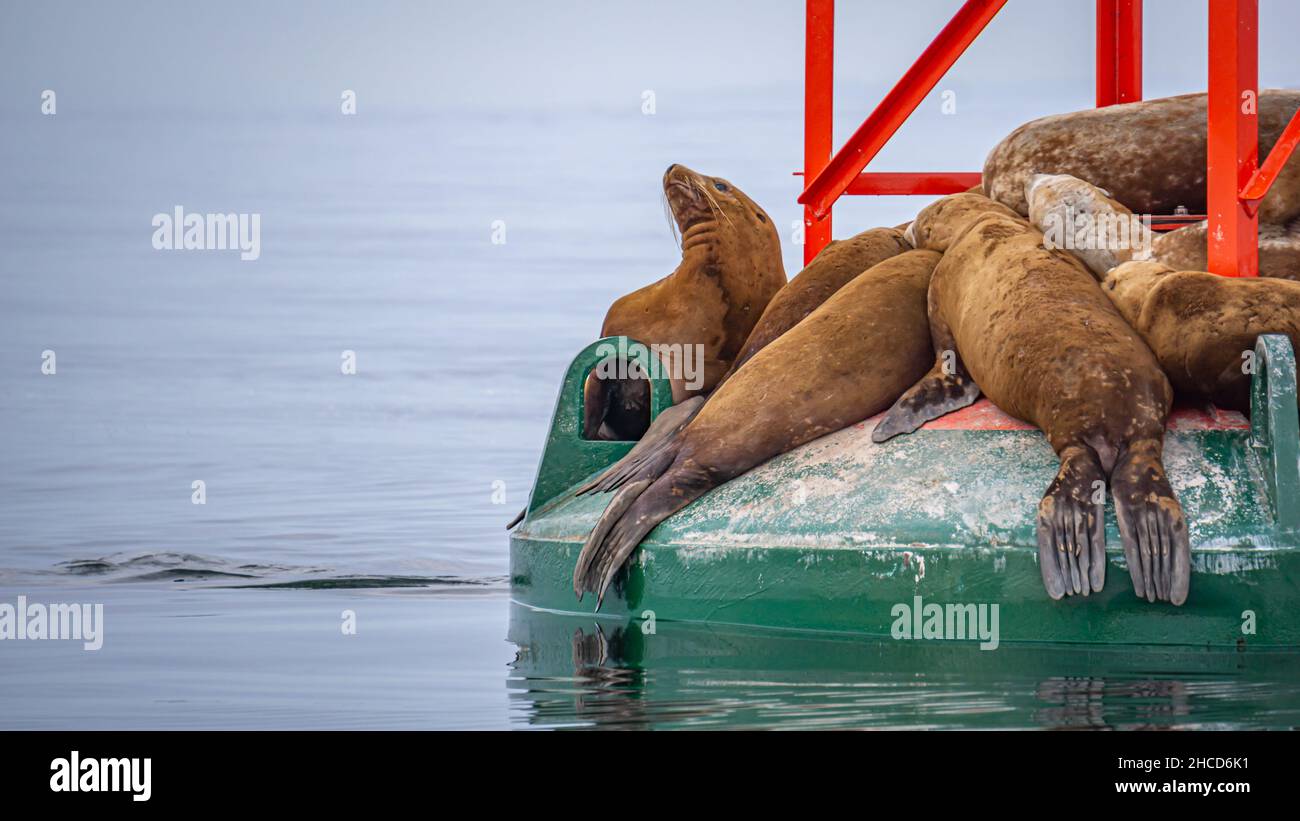 Les otaries reposent sur un ponton Banque D'Images