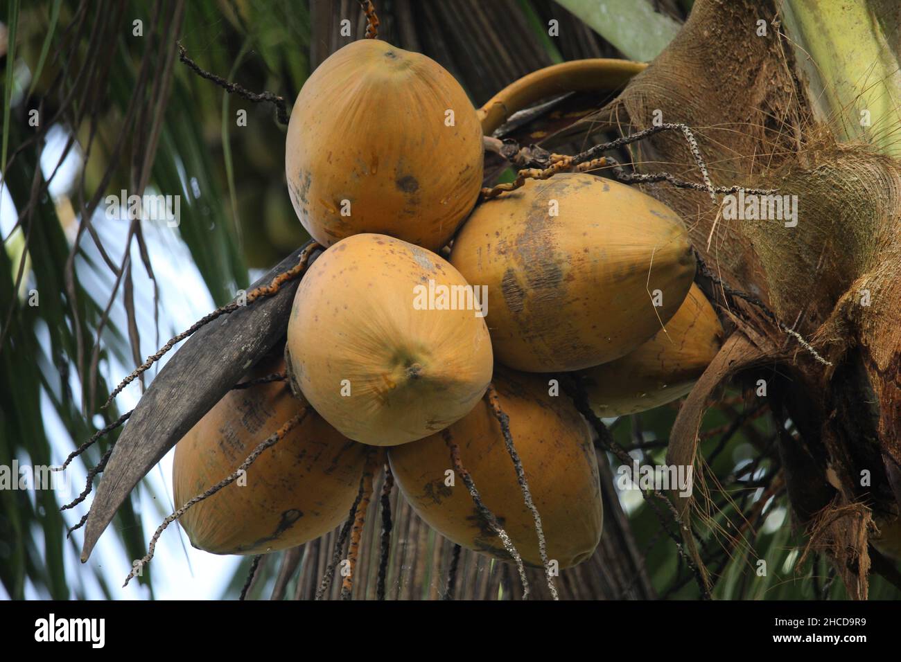 Noix de coco jaune Banque de photographies et d’images à haute résolution Alamy