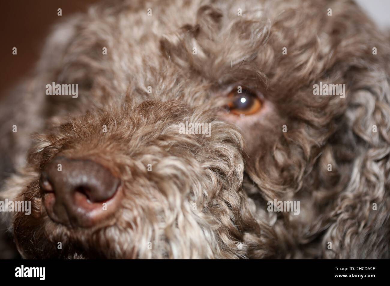 Visage de chien brun truffe avec des poils bouclés gros plan sur le fond de lagotto romnolo haute qualité grand format imprimé Banque D'Images