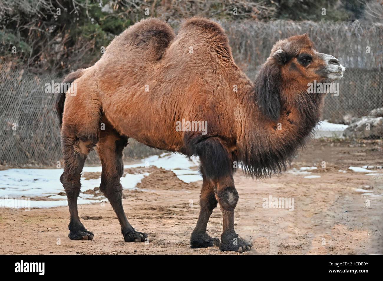 Camel de Bactrian debout, deux bosses Banque D'Images